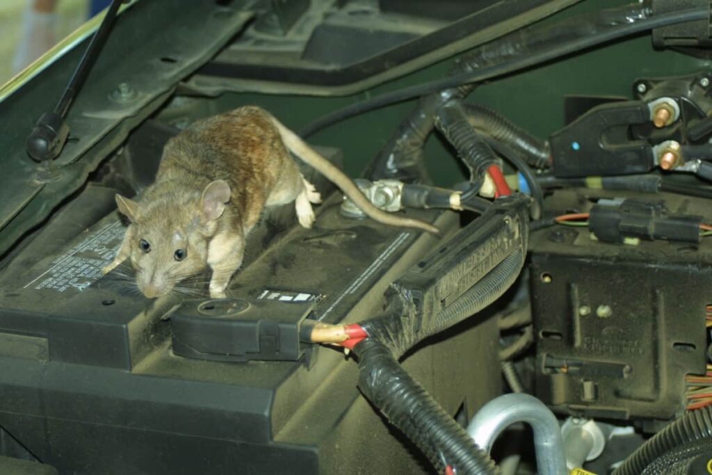 Cara Menghilangkan Bau Tikus di Mesin Mobil Paling Maksimal
