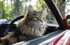 7 Tips Mudik Bawa Kucing, Wajib Detailing Agar Kucing Nyaman!