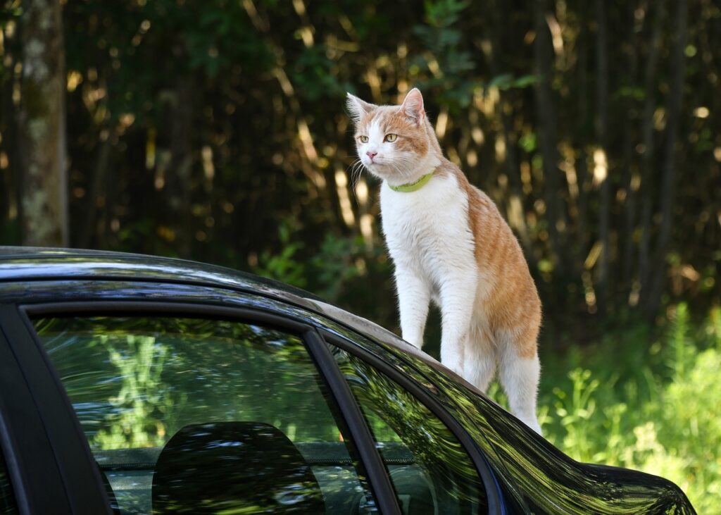 Cara Mengatasi Masalah Mobil Baret Karena Kucing